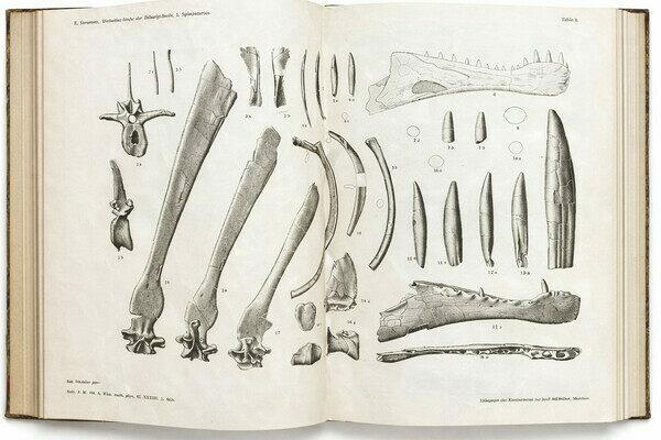 Plate I from Ernst Stromer’s 1915 publication on Spinosaurus aegyptiacus*, depicting teeth and bone material from the holotype (name-bearing) partial skeleton, discovered in 1912 in Egypt’s Bahariya Oasis.